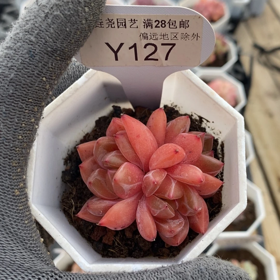 垚尧园艺127Q橙 4.5CM