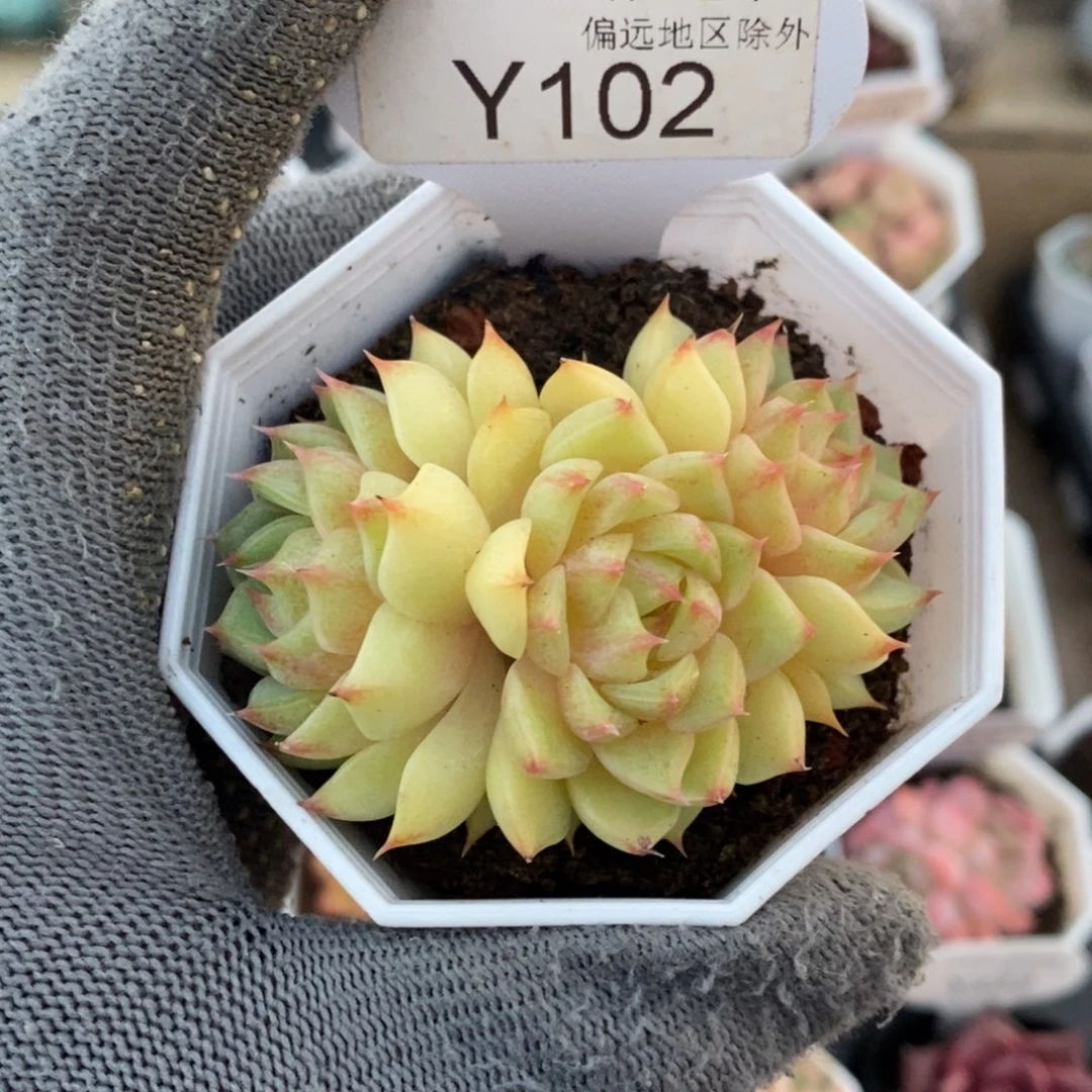 垚尧园艺102苯巴蒂斯6CM