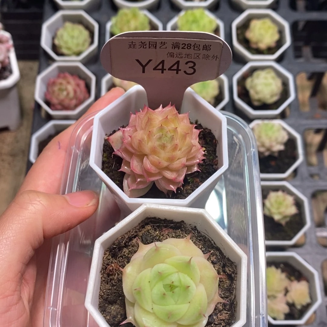 垚尧园艺443麦秆2.5CM 2颗