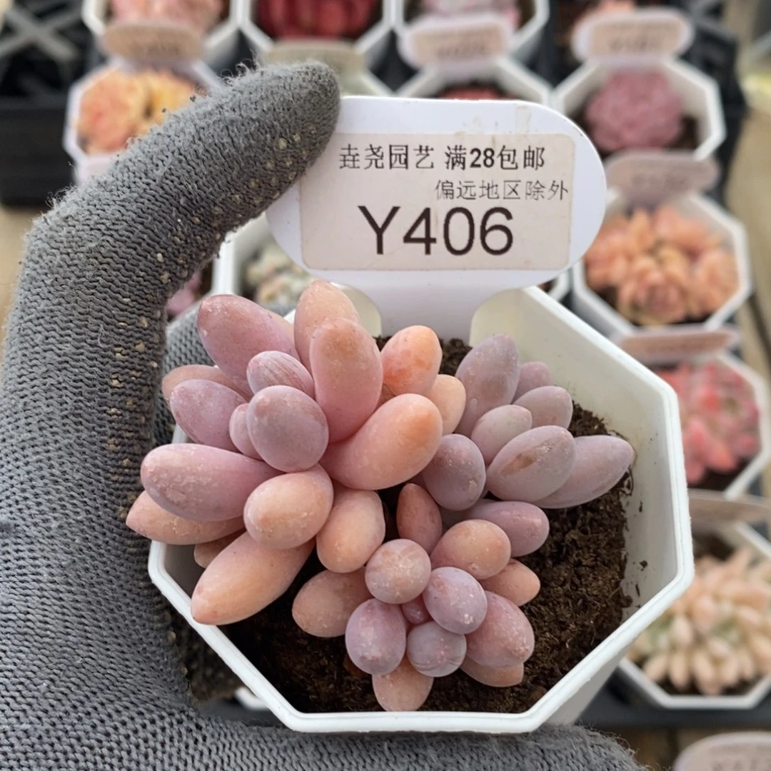 垚尧园艺406粉色恋人6CM