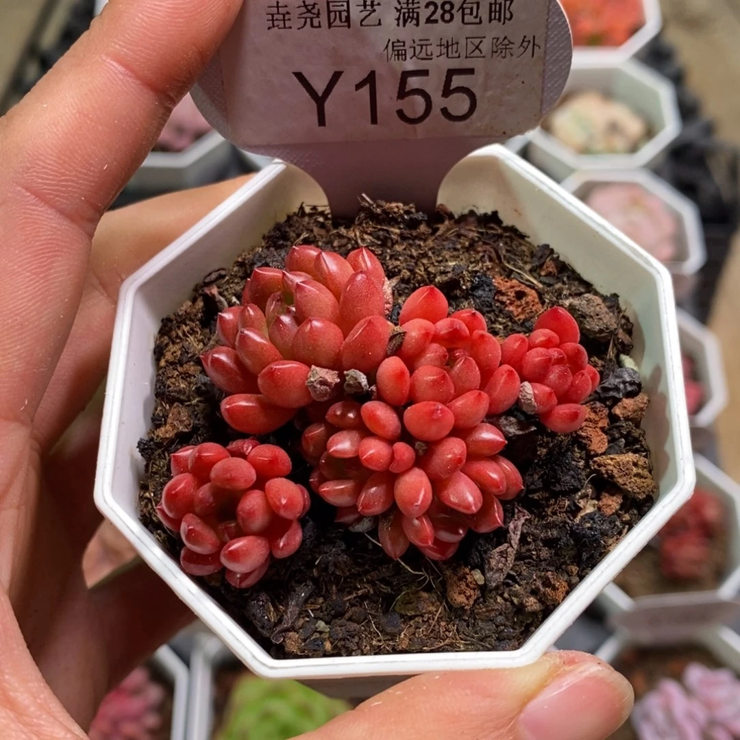 垚尧园艺155红宝石5CM