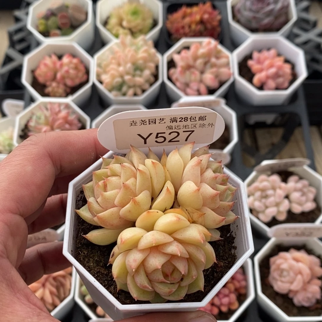 一物一拍 527 苯巴蒂斯 6cm