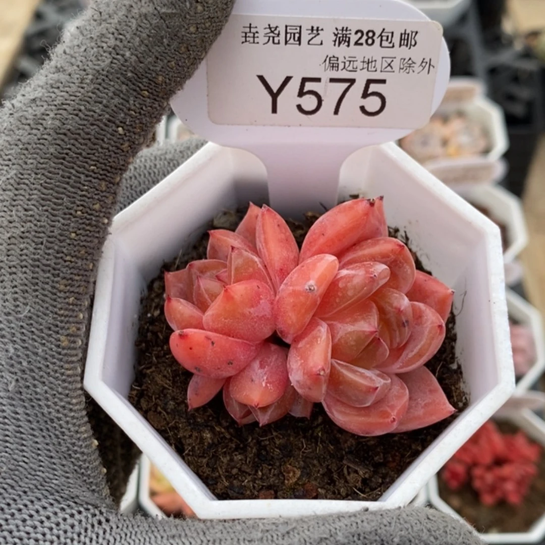 垚尧园艺575Q橙5.5CM