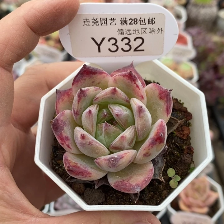 垚尧园艺拉糖Y332 5cm