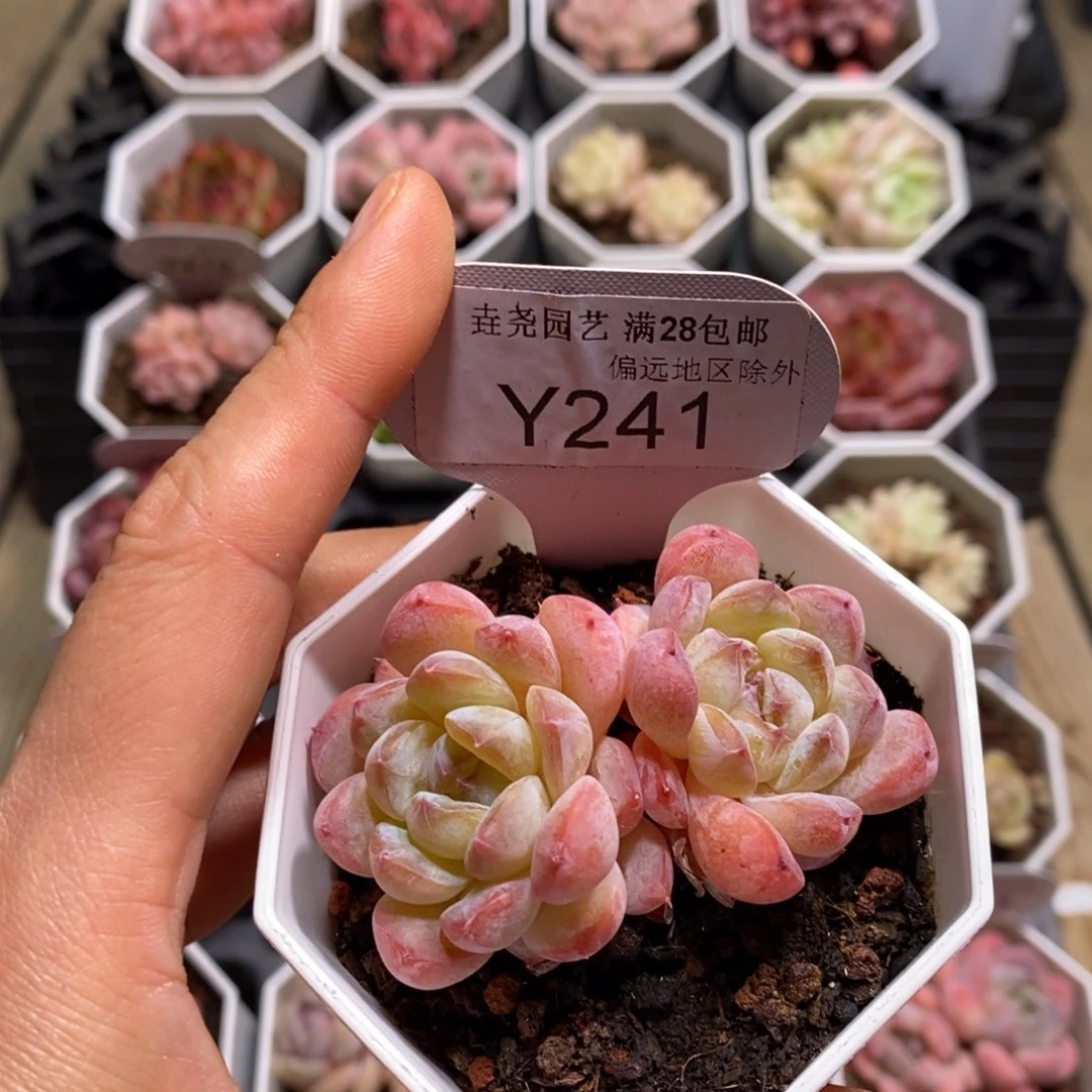 垚尧园艺一物一拍241冰冰