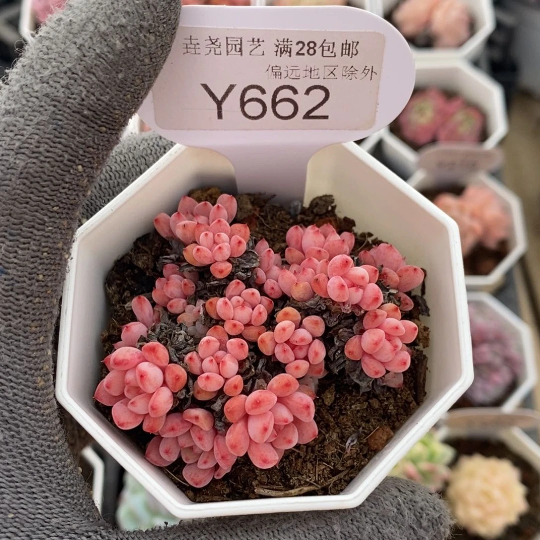 垚尧园艺662可爱泡泡6CM