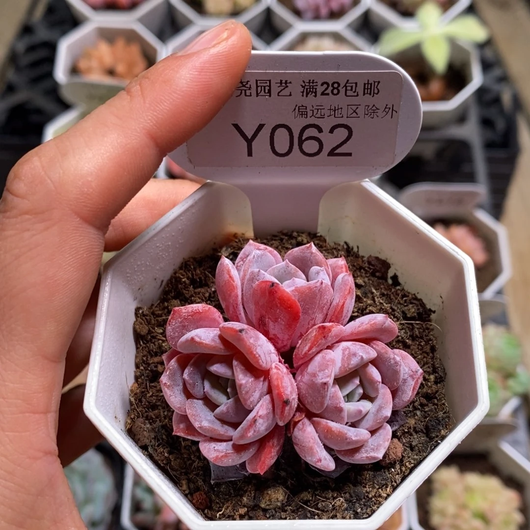 垚尧园艺062拉皮5CM