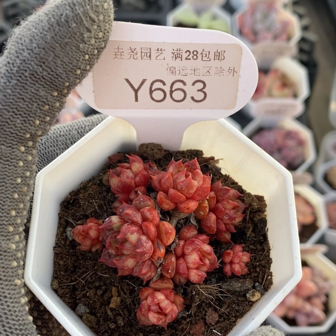 垚尧园艺663魔火 5CM