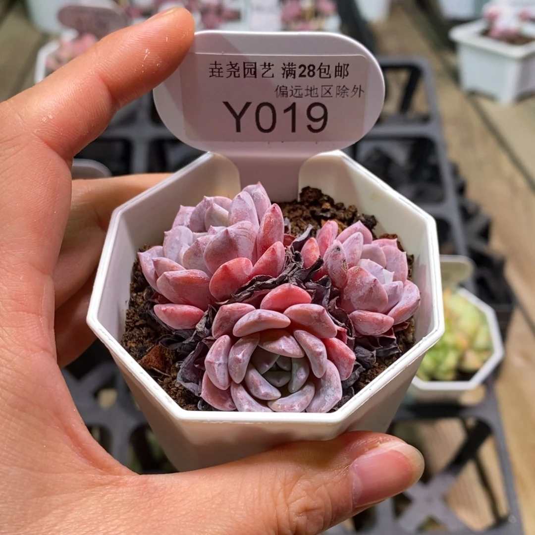 垚尧园艺一物一拍019拉皮