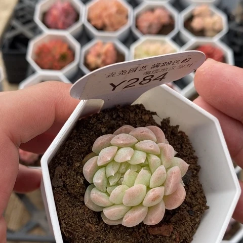 一物一拍 284 白桃缀 4cm