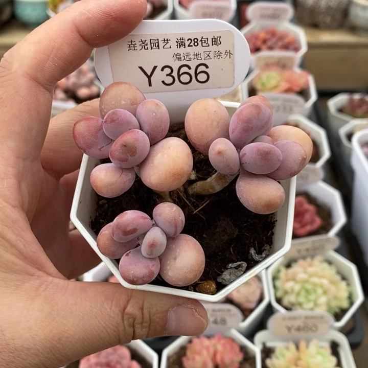 垚尧园艺桃蛋Y366 7.5cm