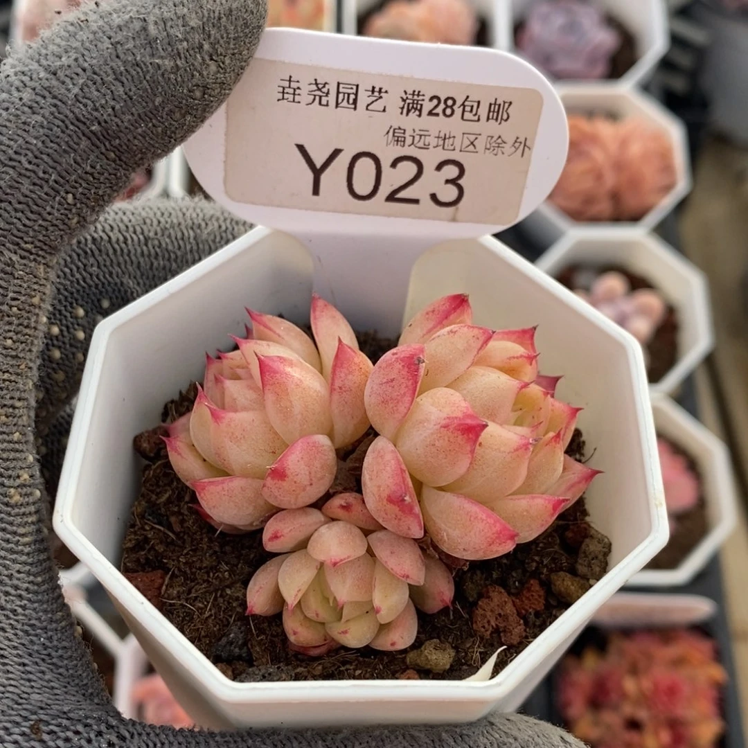 垚尧园艺023女王5CM