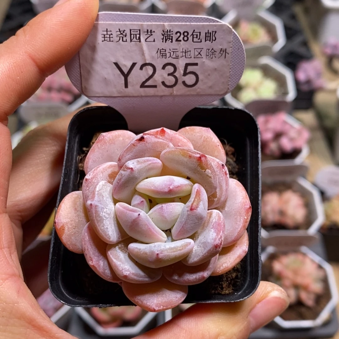 垚尧园艺一物一拍235橙杂