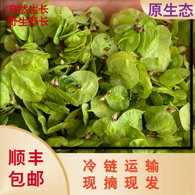 新鲜榆钱【顺丰包邮】现摘现发野菜窝窝头时令蔬菜1斤2斤3斤