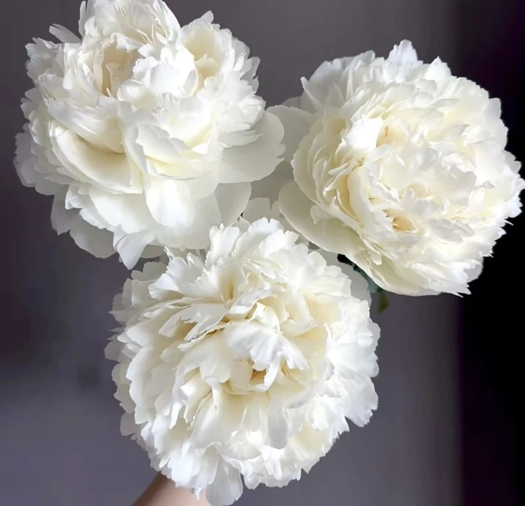 奶油碗洛阳观赏芍药可盆栽可地栽