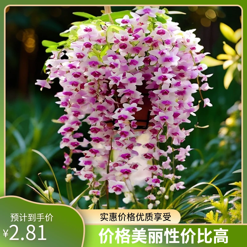 【垂丝石斛兰球】浓香型花卉四季开花耐寒植物栽培家庭盆栽四季开花