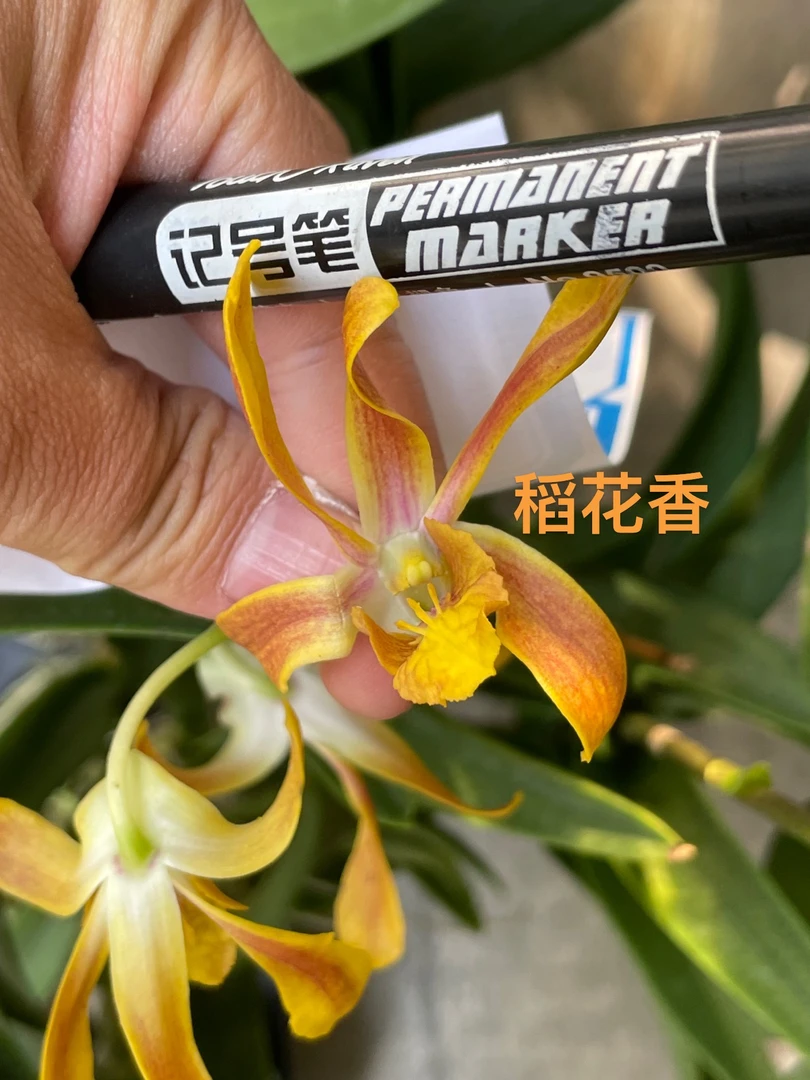 读月园稻花香黄色羚羊泰国秋石斛兰