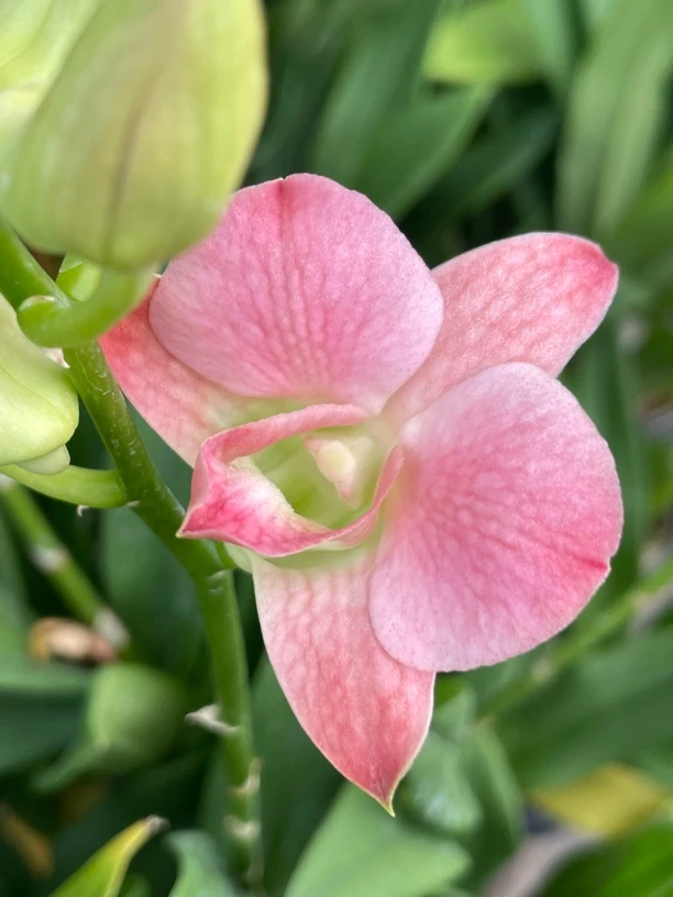 读月园鲑鱼颜色大蜜桃秋石斛进口洋兰名贵花卉卖品种带残花正品