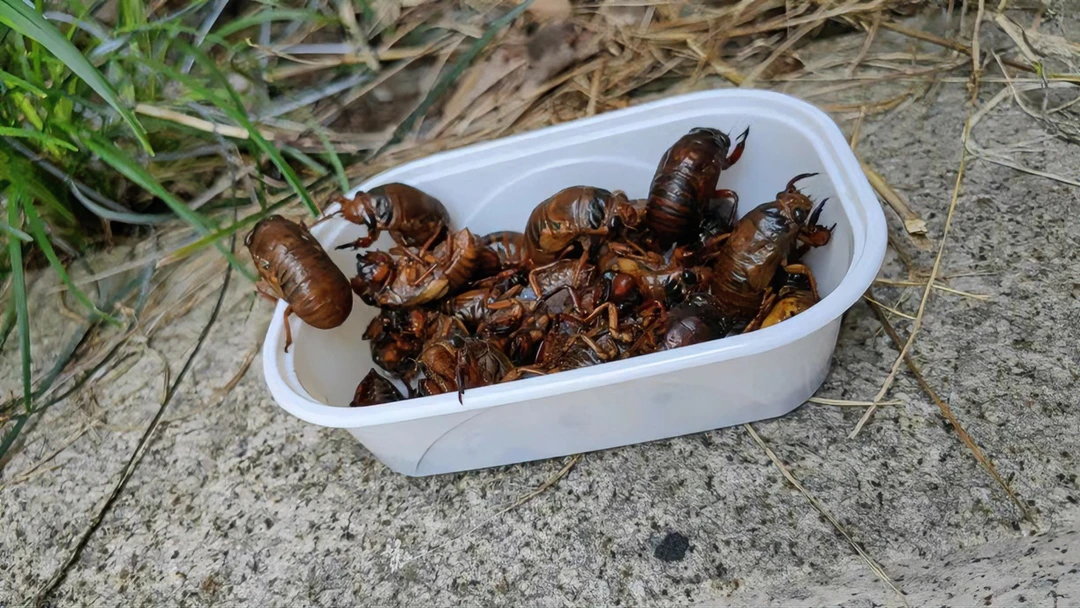 知了爬叉猴蝉米啊子结了龟唐僧肉解拉猴冷冻盒装昆虫钓鱼饵料