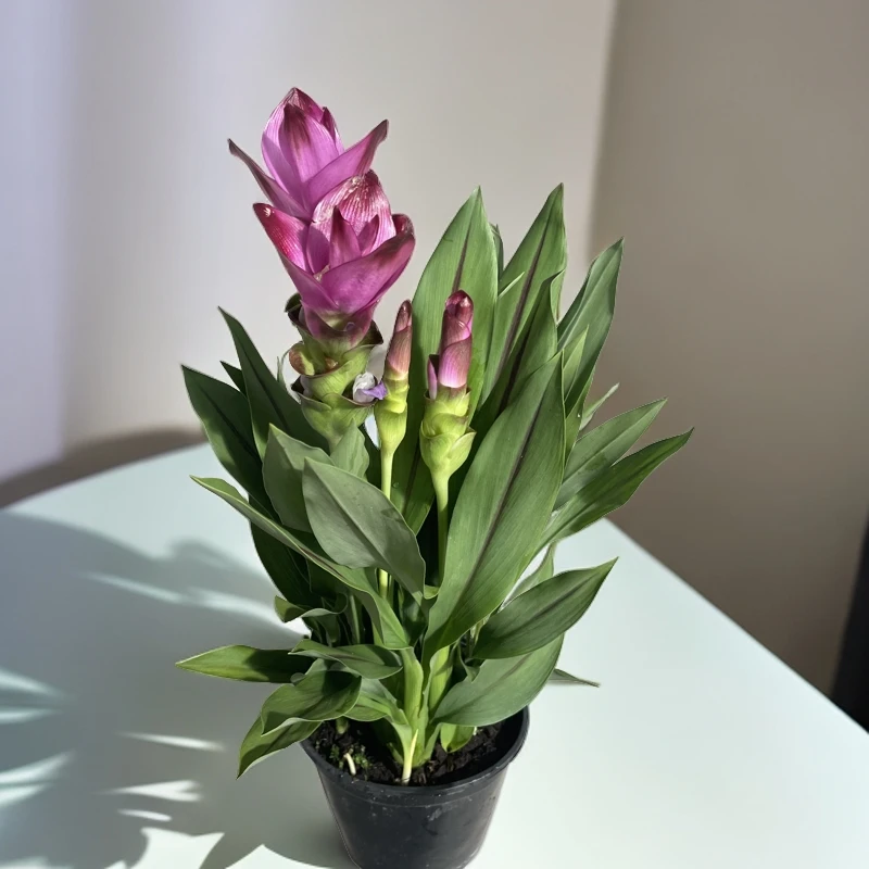 【超长花期】进口姜荷花种球盆栽耐热好养绿植花卉