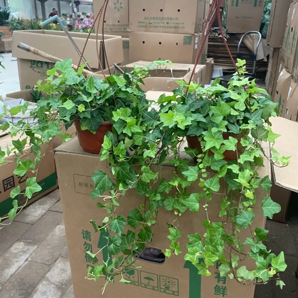 常春藤 吊篮类绿植盆栽室内室外绿植花卉