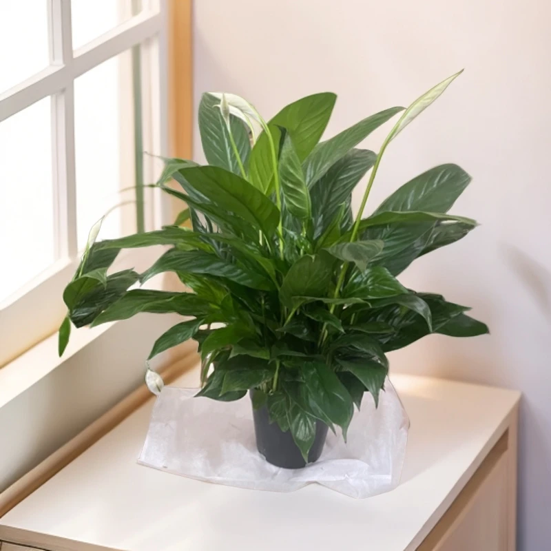 160绿植美酒白掌一帆风顺盆栽绿植实拍