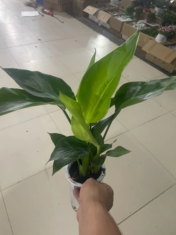 水培天堂鸟室内植物盆栽