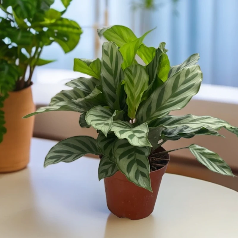 120 翠叶茱萸 室内摆放绿植 花卉