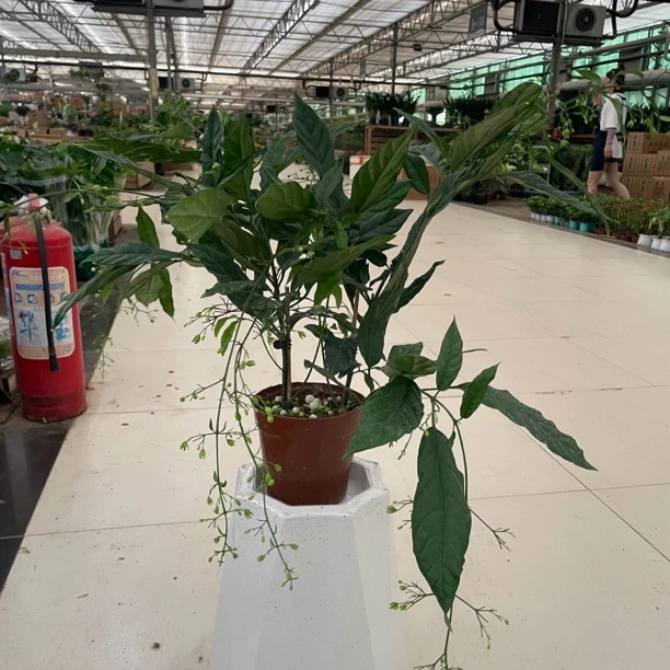垂丝茉莉绿植盆栽
