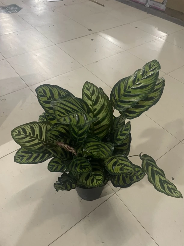 210孔雀竹芋室内绿植盆栽