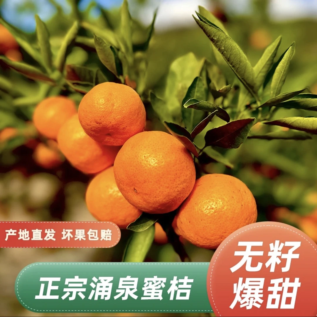 【正宗涌泉蜜桔。】高山蜜橘现摘现发皮薄无核精品礼盒包装送礼必备