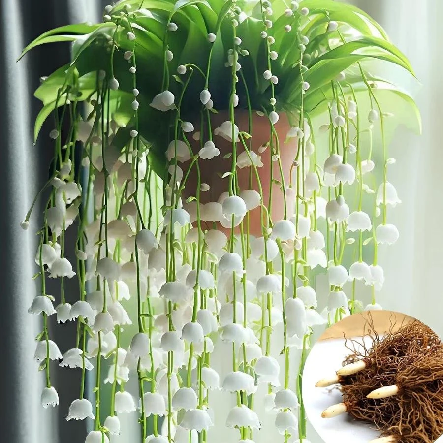 香水铃兰花苗种芽净化空气花苗盆栽阳台花卉庭院室内室外四季开花