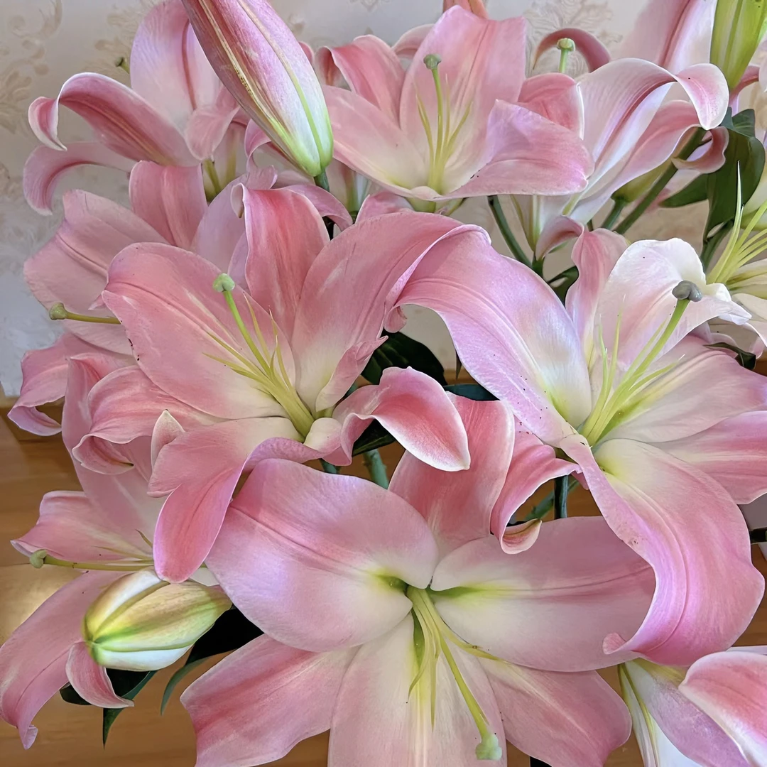 向日葵【圆舞曲】香水百合东北鲜花基地直发顺丰包邮办公室鲜花养护