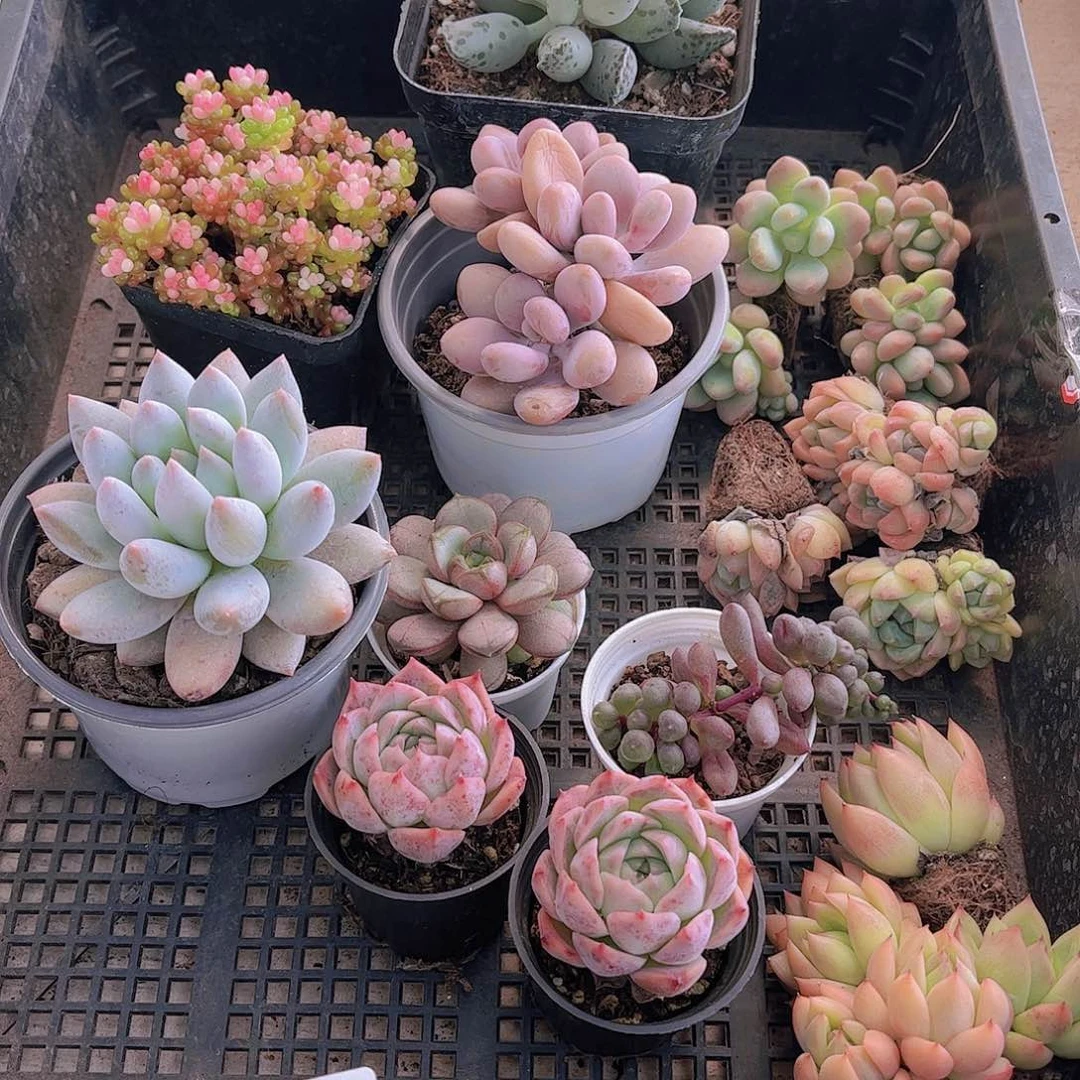 多肉278多肉植物