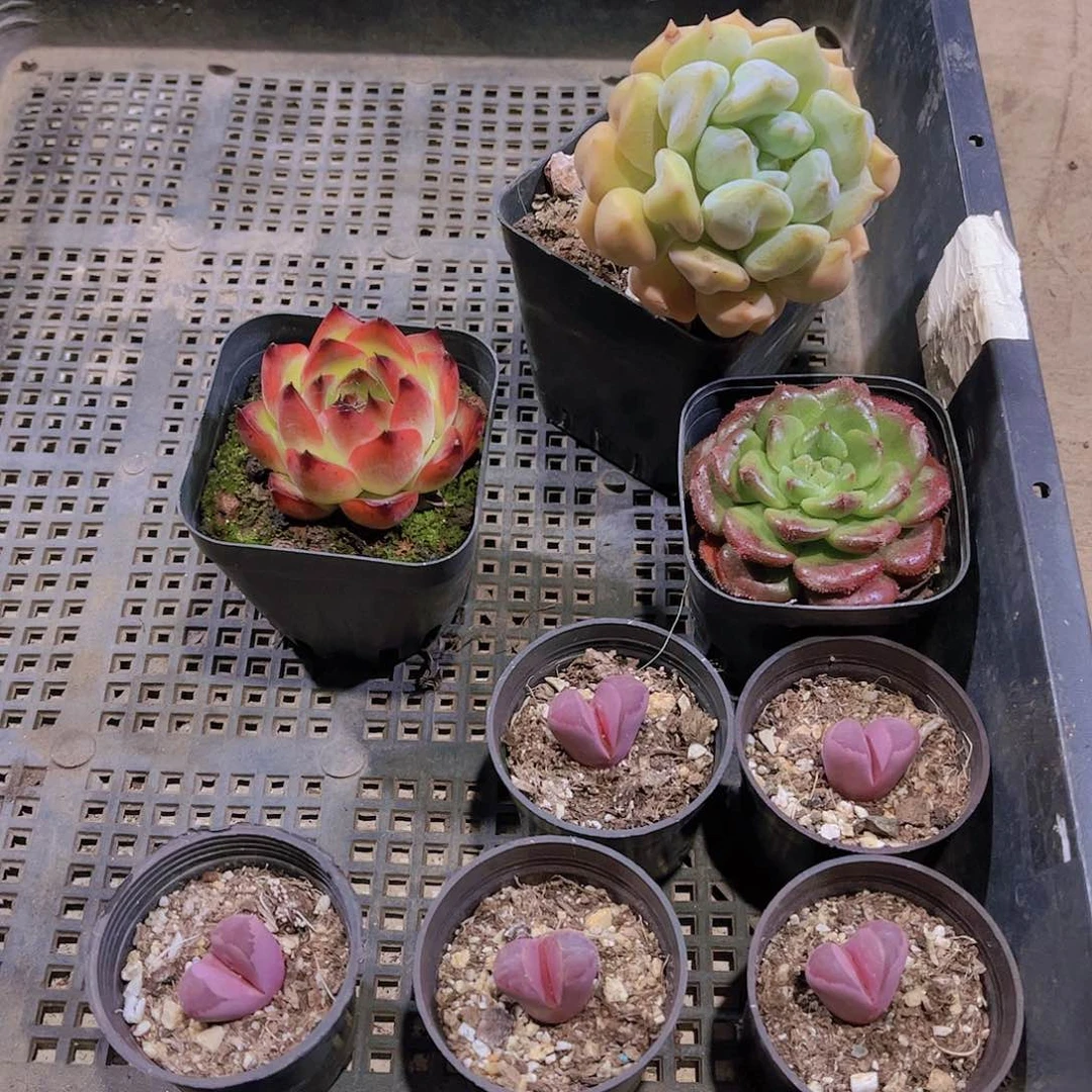 多肉093多肉植物