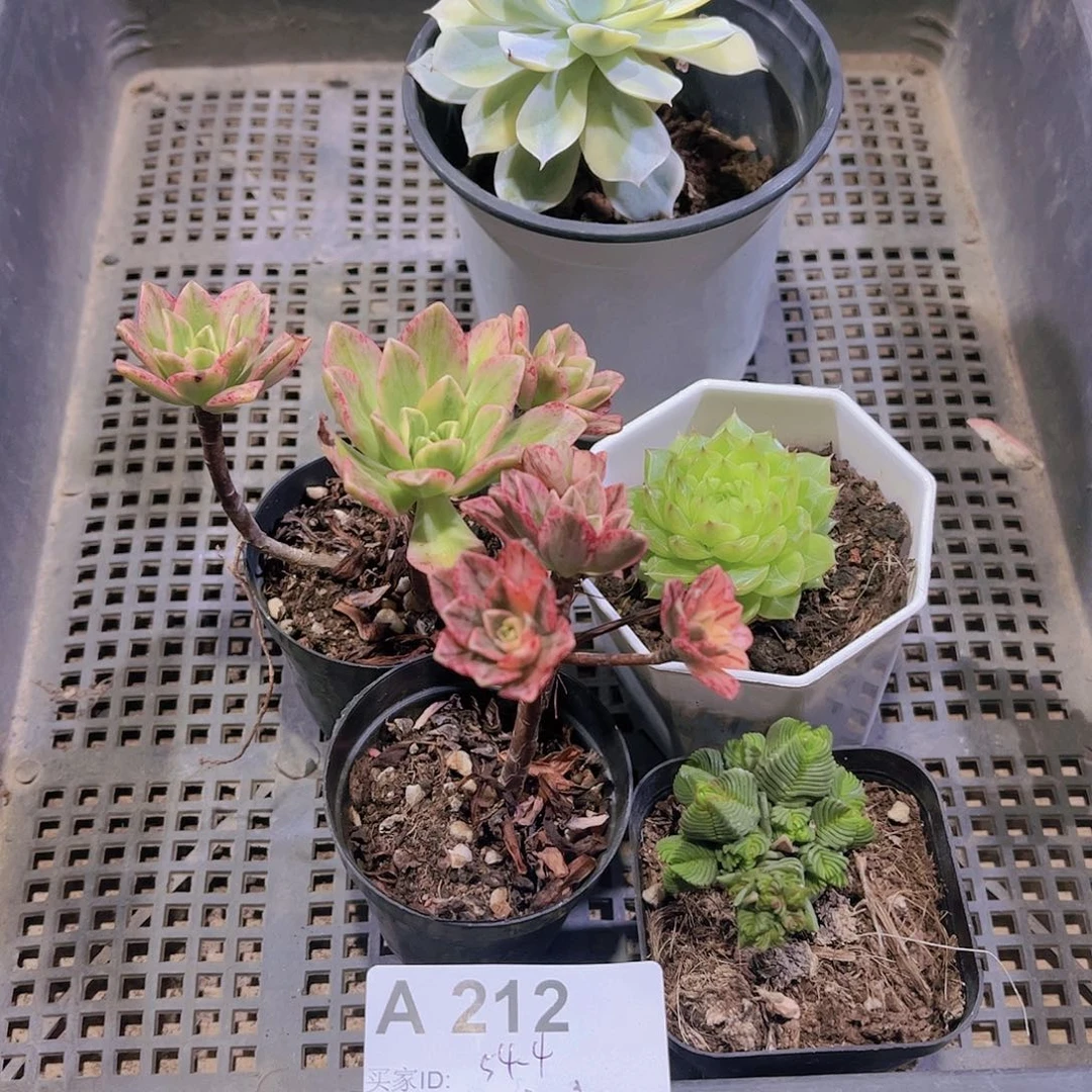 多肉212多肉植物