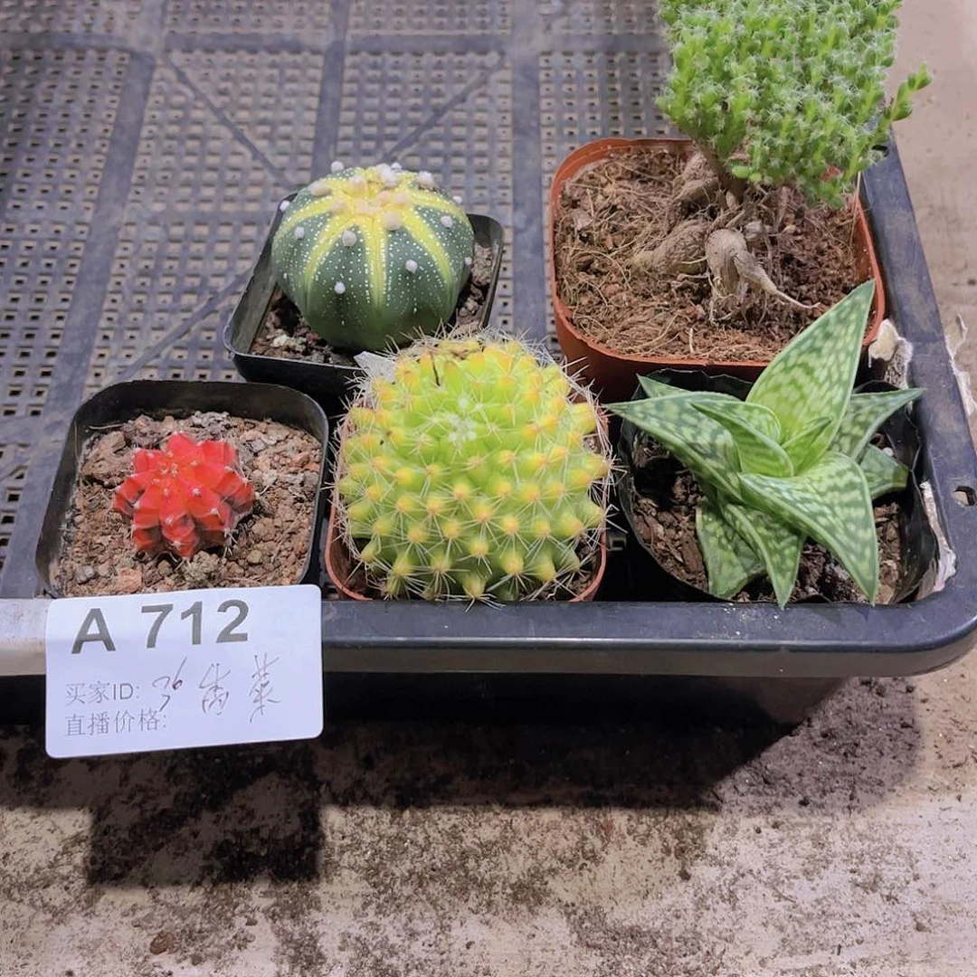 多肉712多肉植物