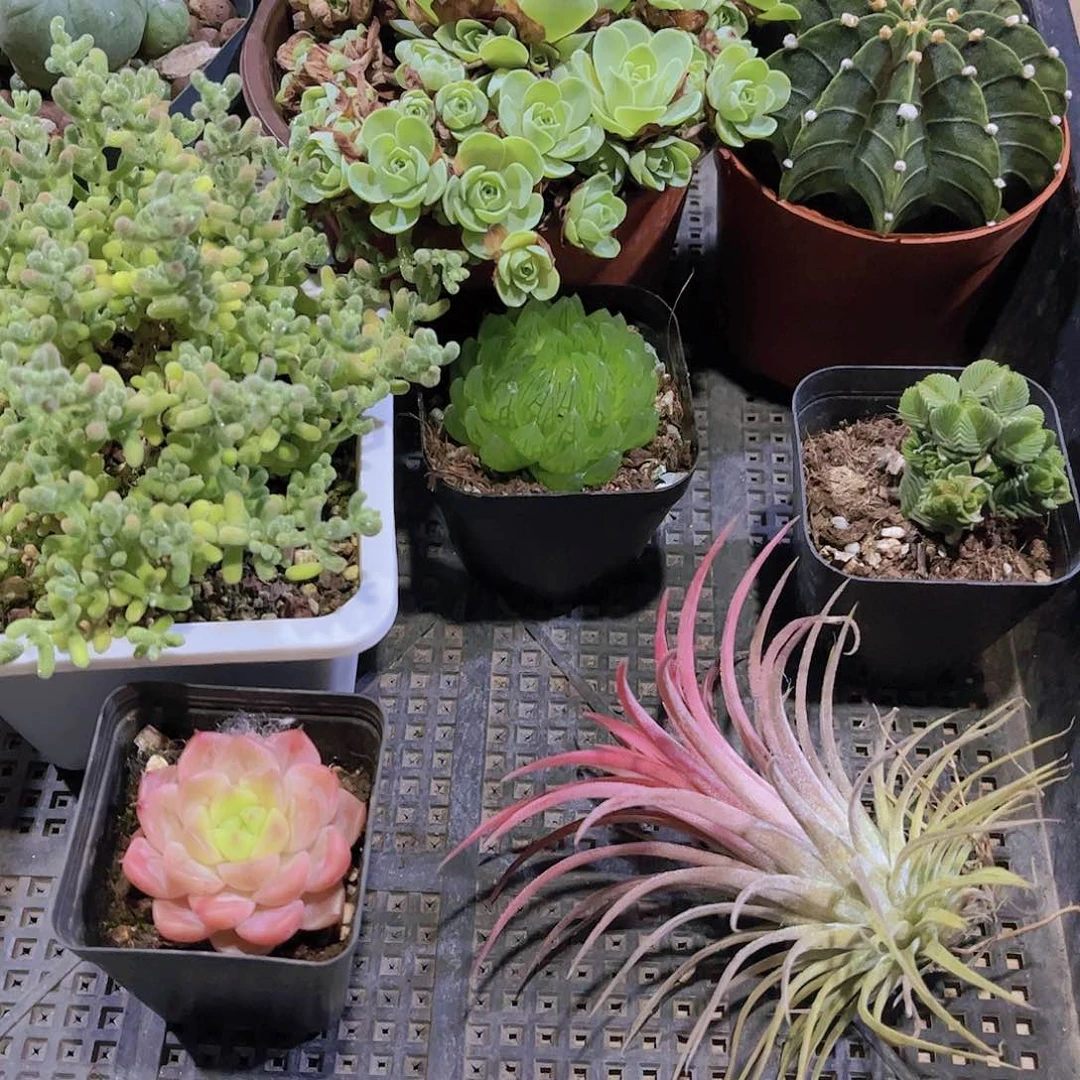 多肉054多肉植物