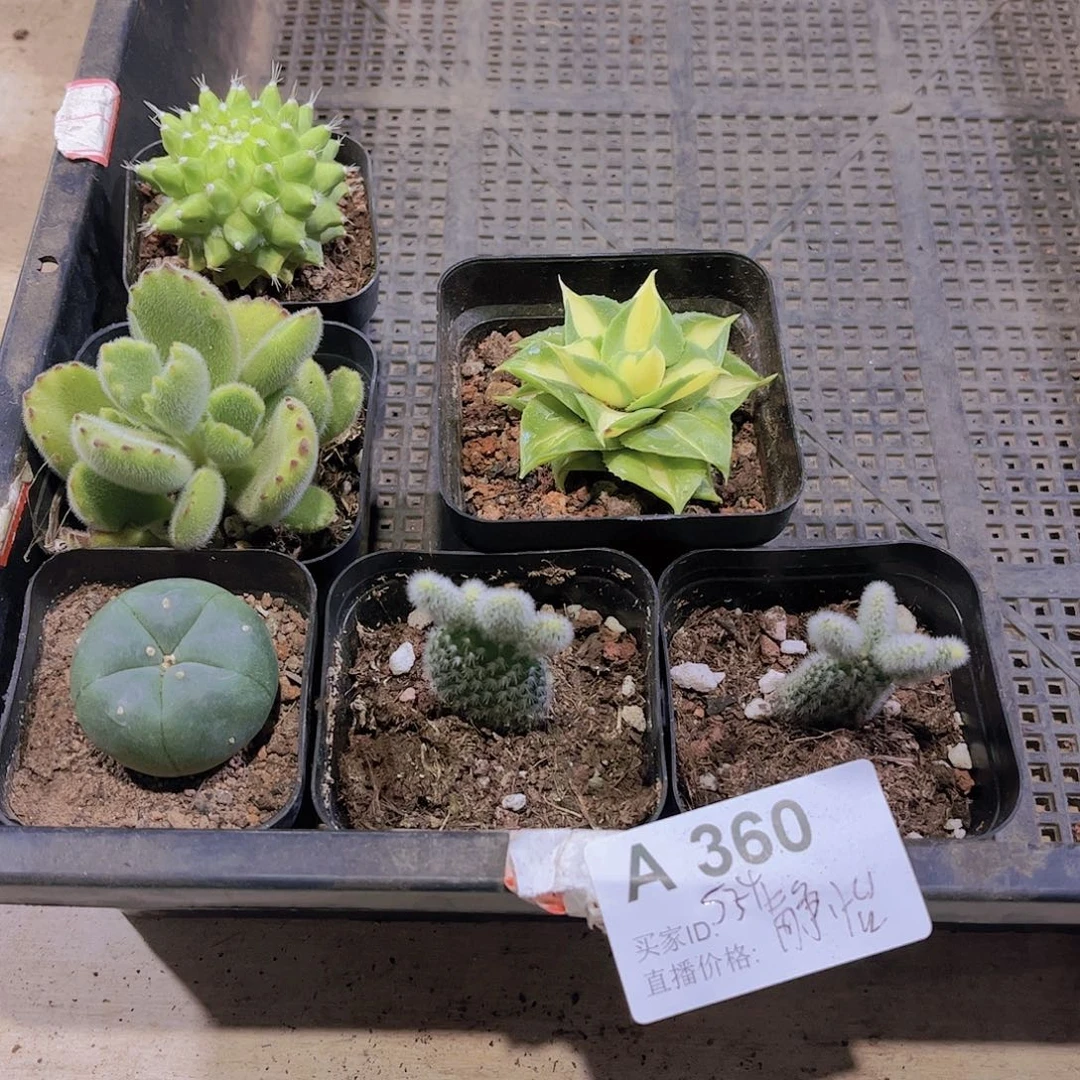 多肉植物360多肉