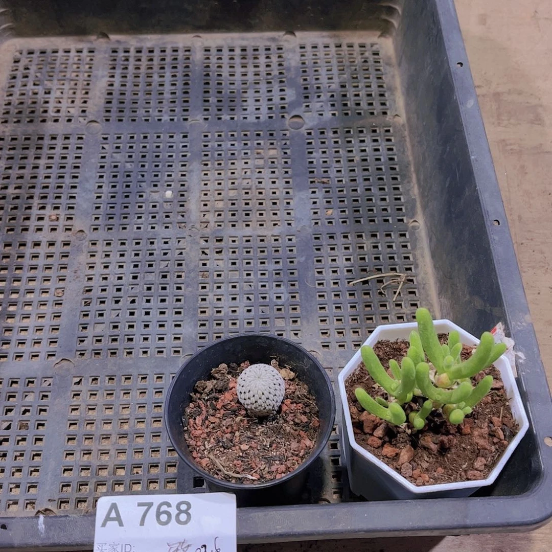 多肉768多肉植物