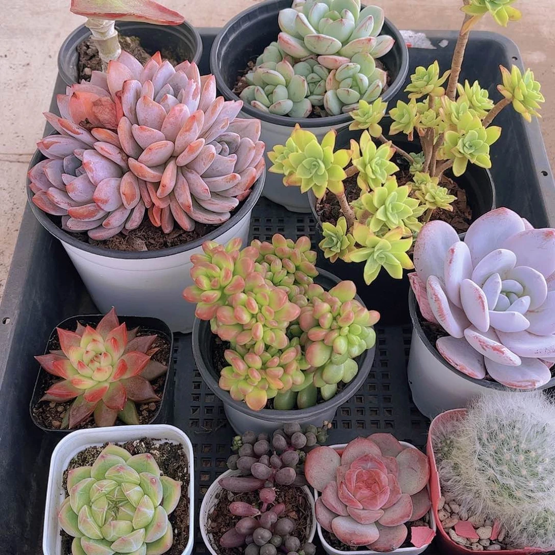 多肉511多肉植物