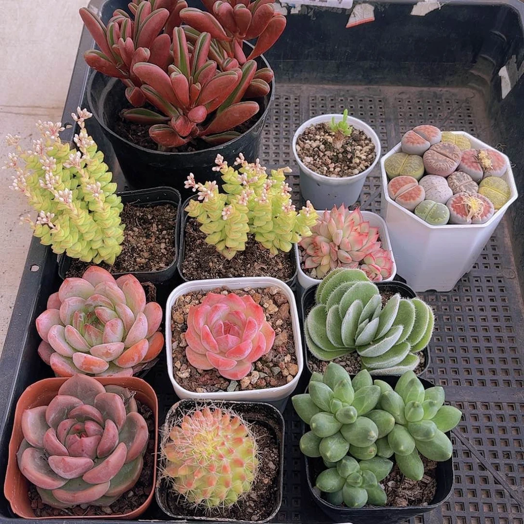 多肉555多肉植物