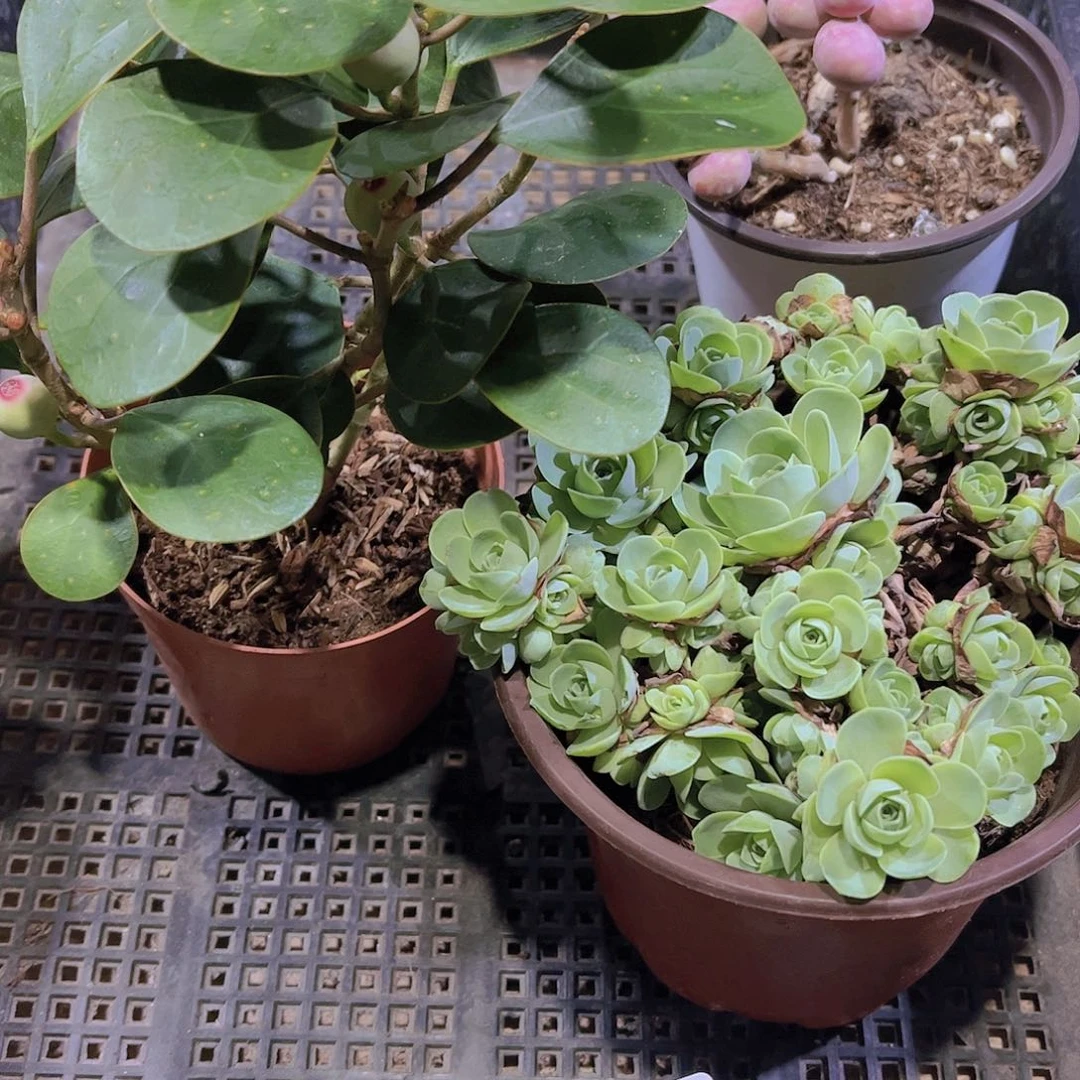 多肉405多肉植物