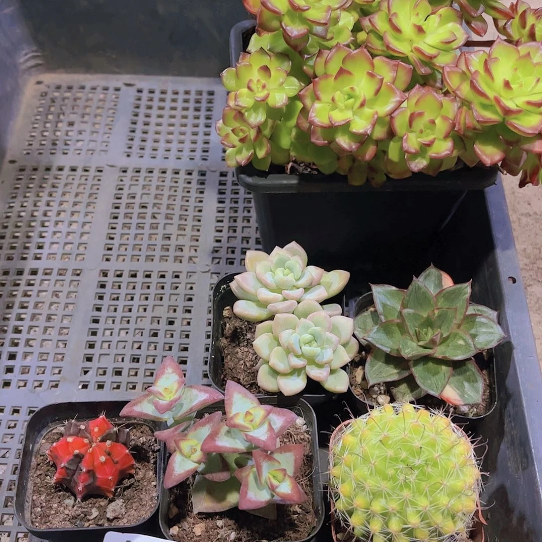 多肉721多肉植物