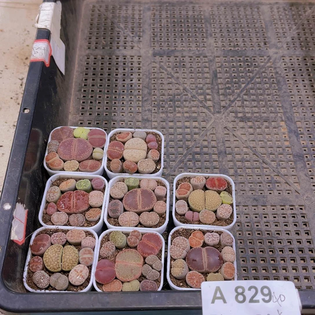 多肉829多肉植物