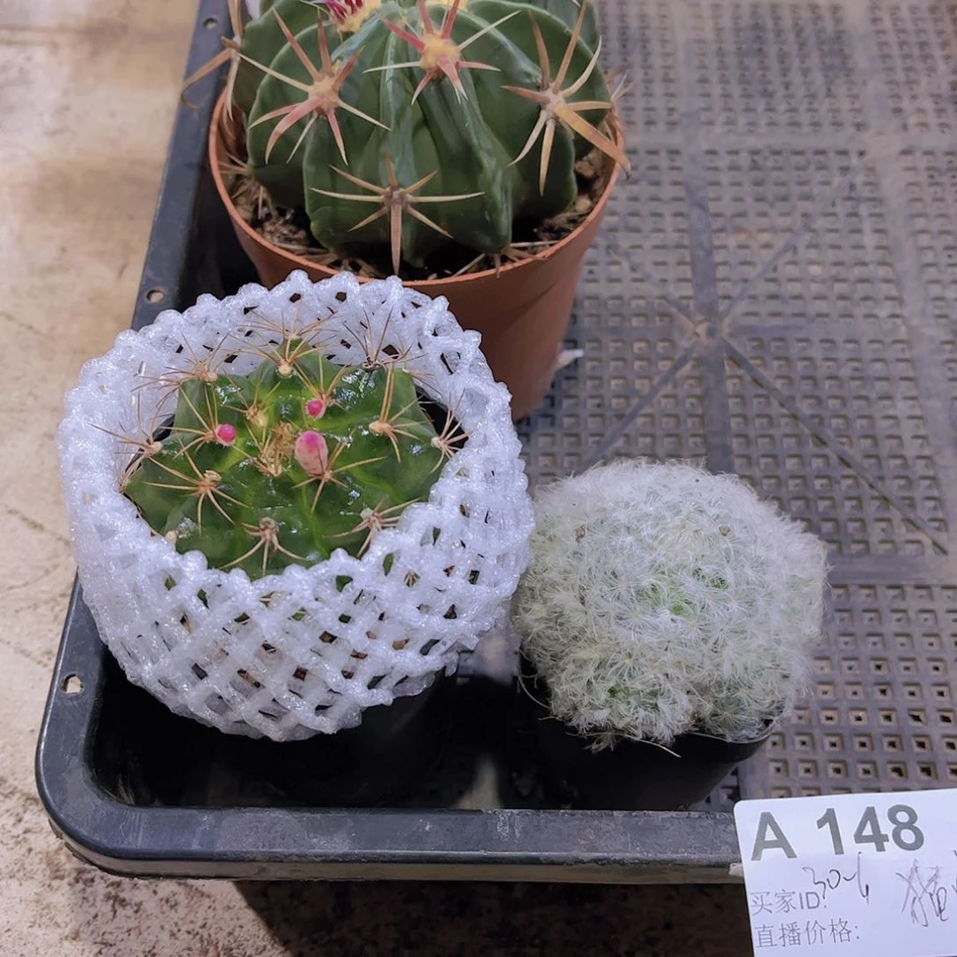 多肉148多肉植物