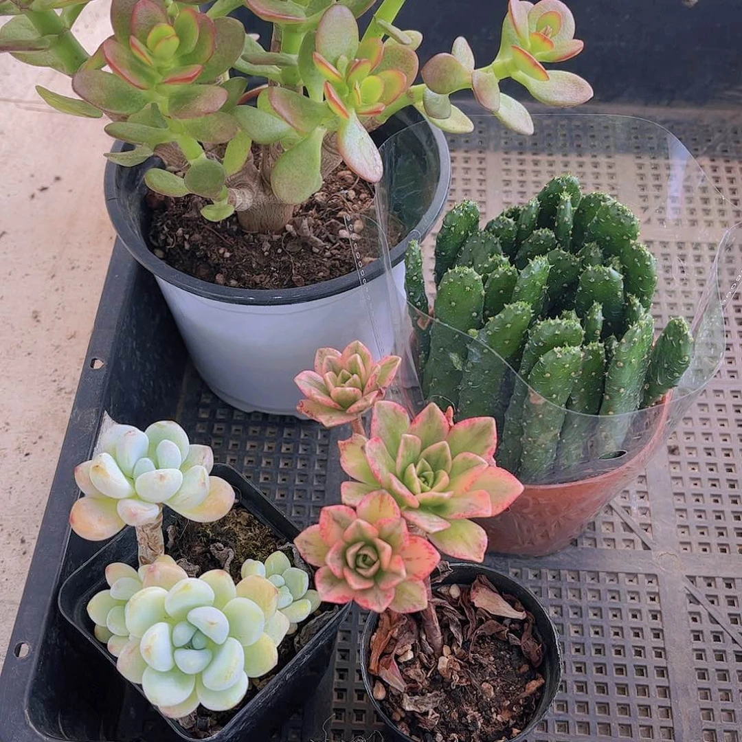 多肉224多肉植物