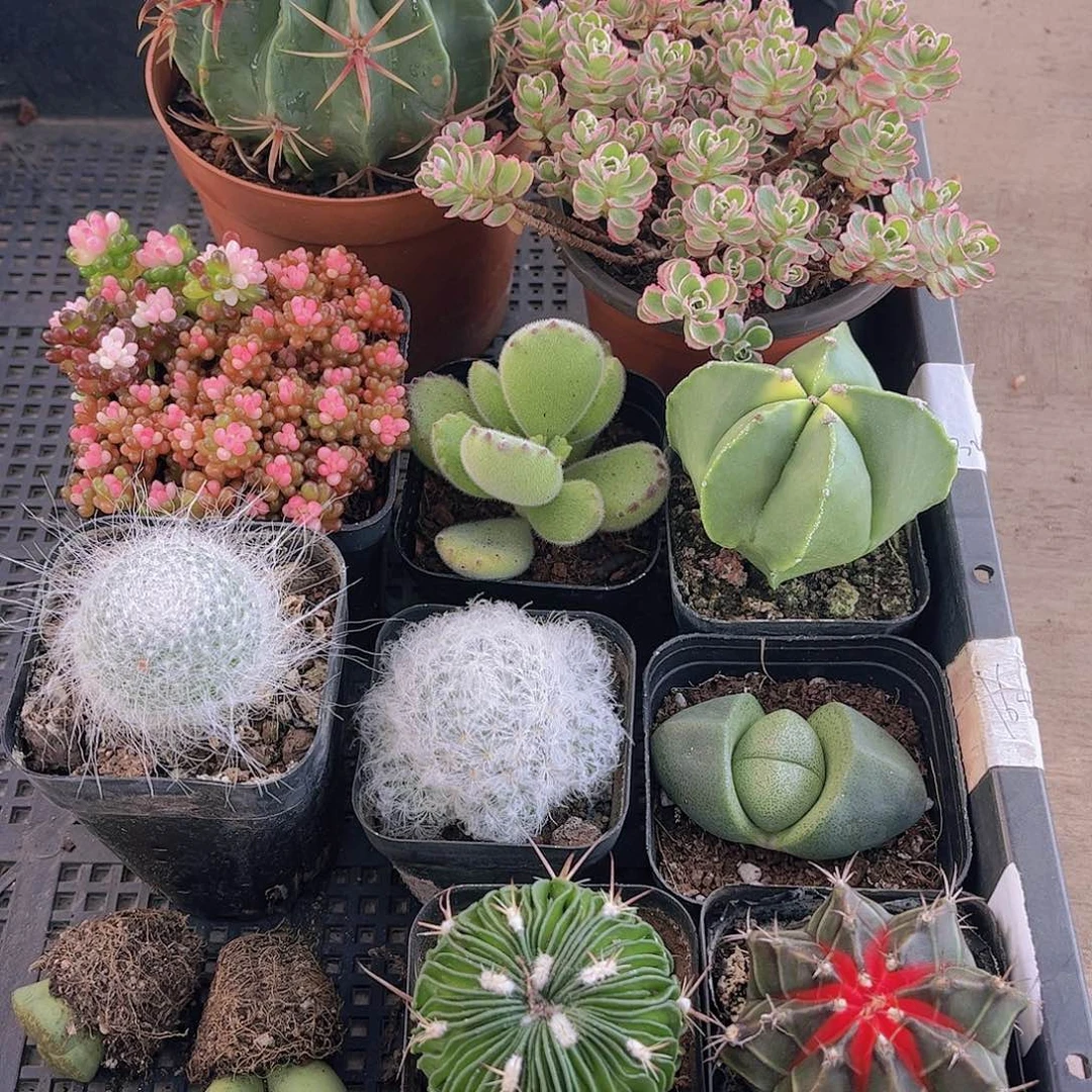 多肉247多肉植物