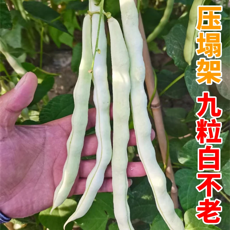 籽种拍三送一豆角种子大全眉豆/白芸豆/无架豆/蛇豆/毛豆/豌豆