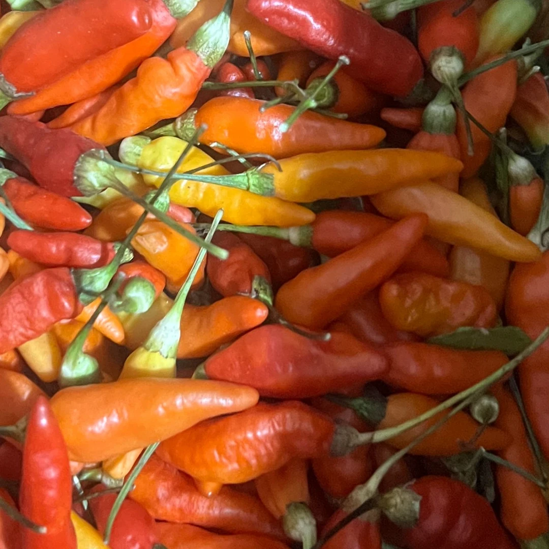 【现买现称】广西苗山土特产—辣椒